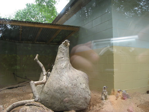 Meerkats (with AM reflection)