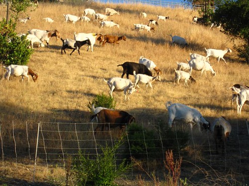 Goats are better than lawnmowers every time