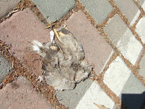 Dead Birdie