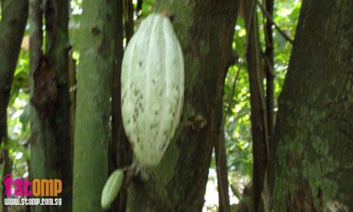 Ex-squatter settlement now a forest with rare cacao trees