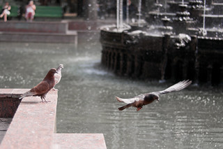 city pigeons 2