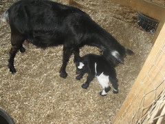 Mother and week old baby goat