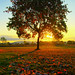 Autumn Tree by aremac