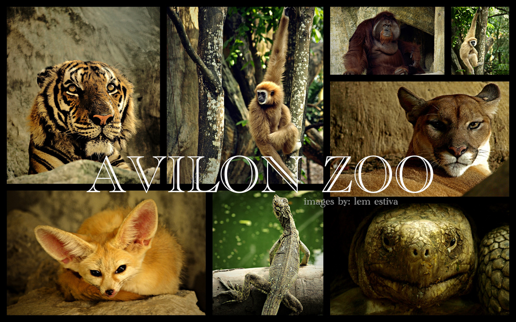 avilon zoo
