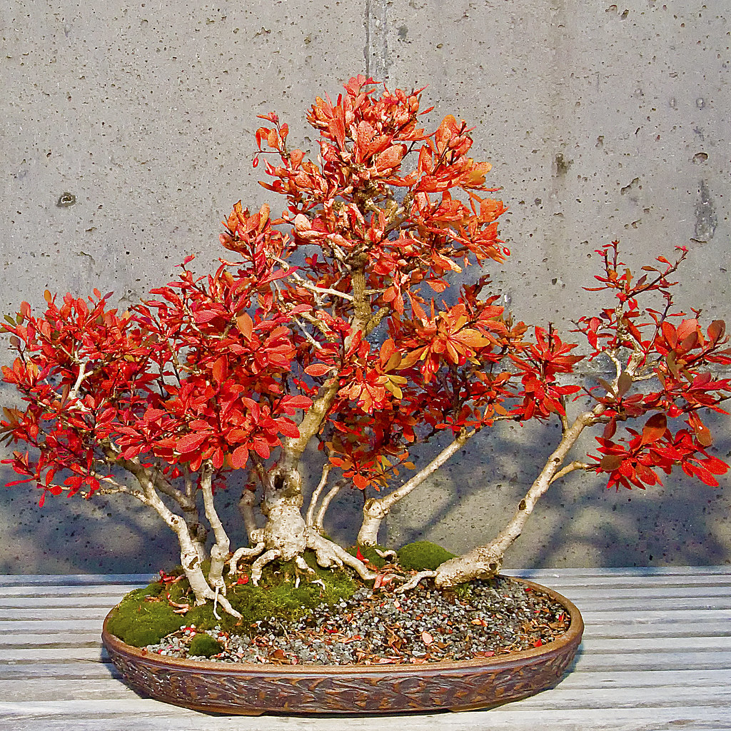 bonsai-american barberry_4103 by mondays child, on Flickr
