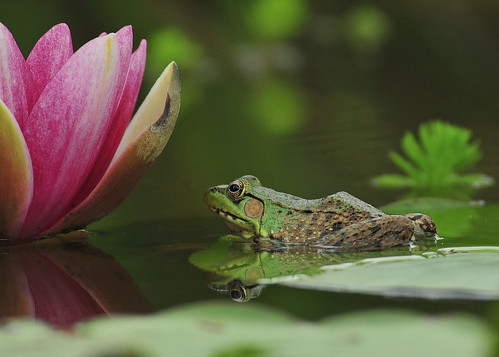  Frog in Lily Pad Pond 