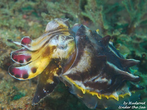 火焰花枝 - Flamboyant Cuttlefish4)