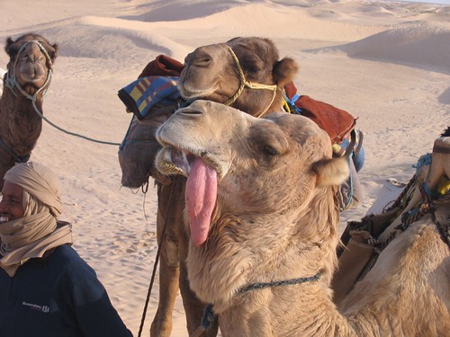 Língua Camel
