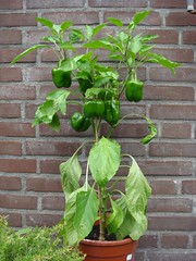 Paprika plant 