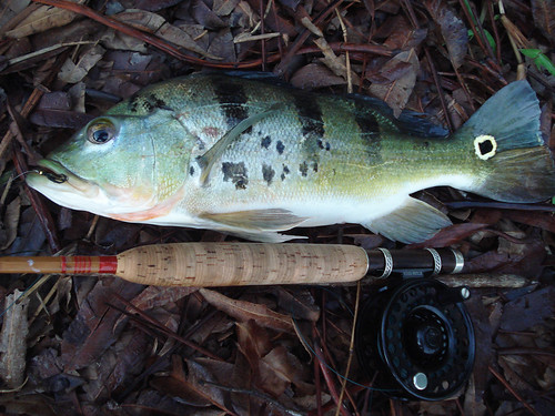 Older CF704 with Peacock Bass