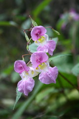 ironbridge day 3 01 orchids