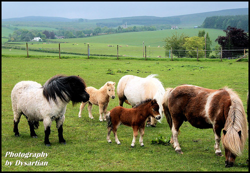 Shetland Ponies and Foals