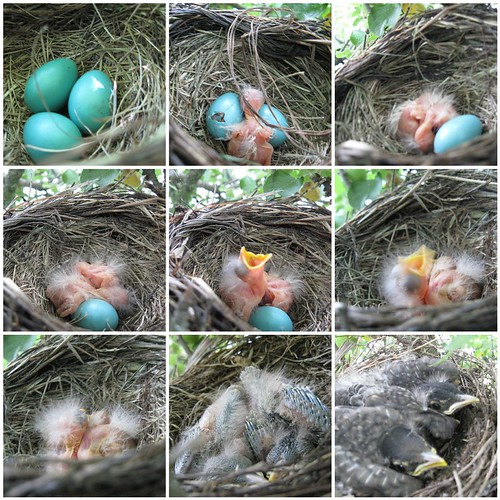 Evolution of a nest