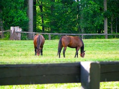 Brown Horses with Black Tails and Manes