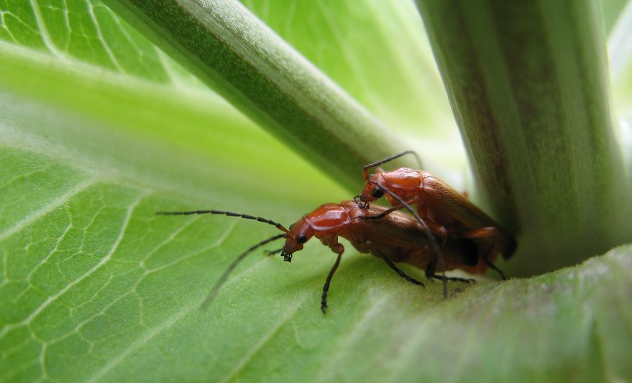 Soldier Beetles mating