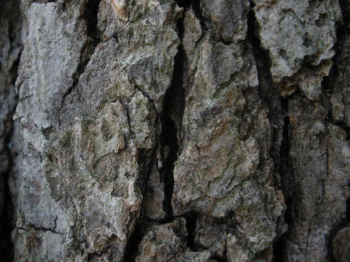 elm tree bark. elm tree bark? vertical striped ark, thick pieces, dark gray color