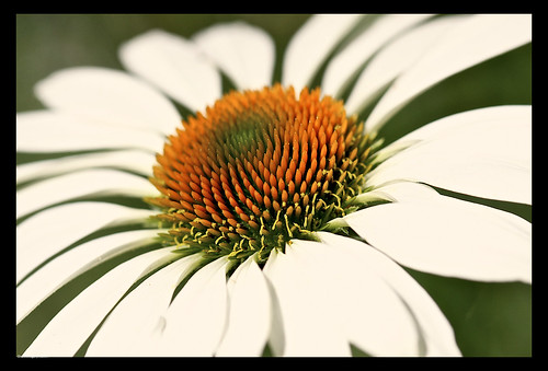My white coneflower is starting to bloom by you.