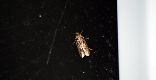 Brown House Moth (Hofmannophila pseudospretella)