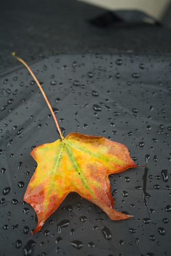 Umbrella Leaf