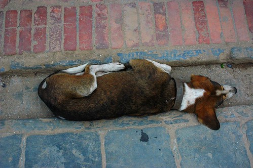 A tired dog will sleep anywhere: a sleeping beagle dog has Buddha nature, street drain, brick, pavers, Bodha Stupa walkway, Kathmandu, Nepal by Wonderlane