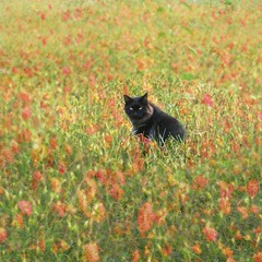Black cat in the cosmos field