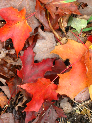 Leaves in Highland