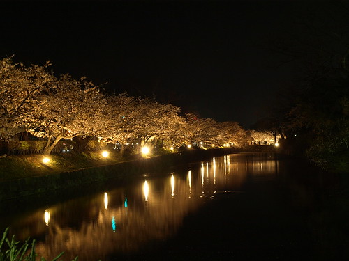 松本城的夜櫻