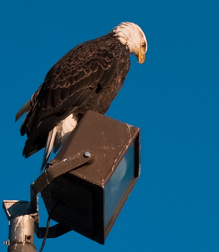 Magical creature. Mr. Eagle looks for dinner at lake Harriet.