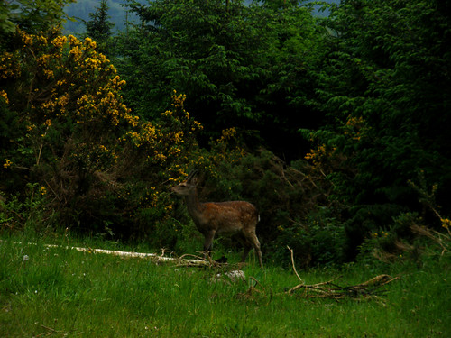 A deer in Lackandarragh