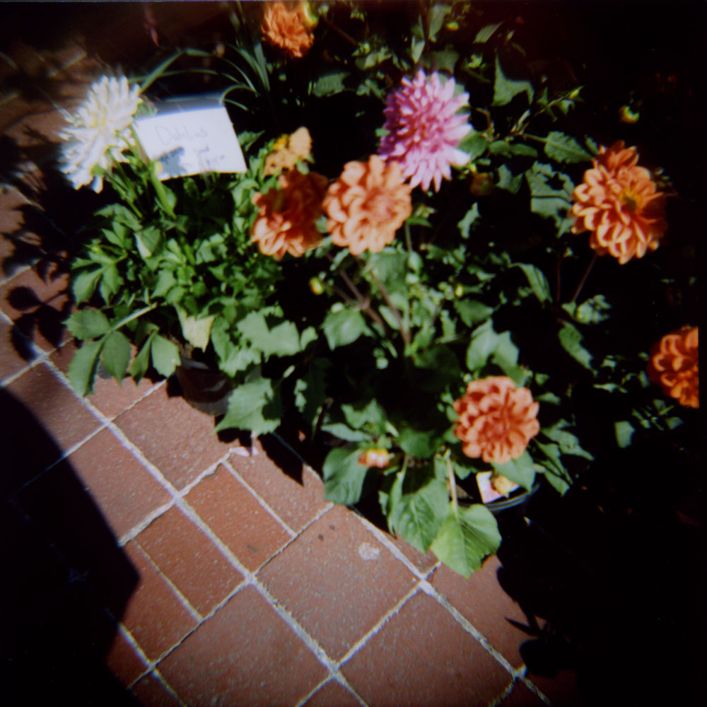 flower & bricks