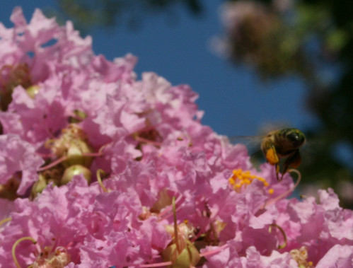 Bees in the Crepe Myrtle Tree