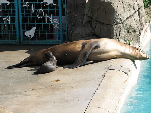 baby sea lion nursing