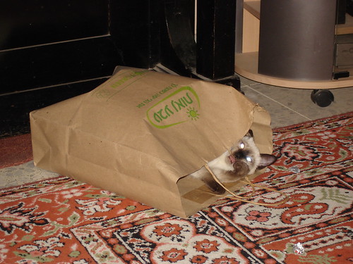 The paper bag chew toy