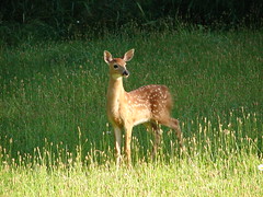 White-tail Deer