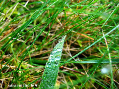 damp grass