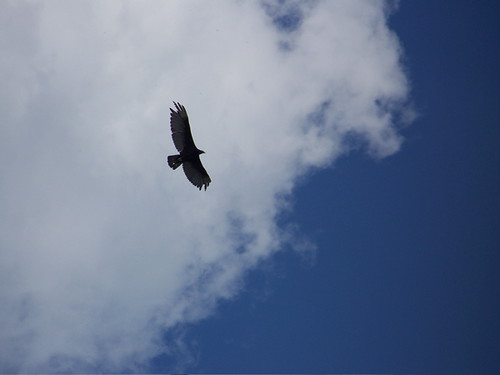 Michigan Raven