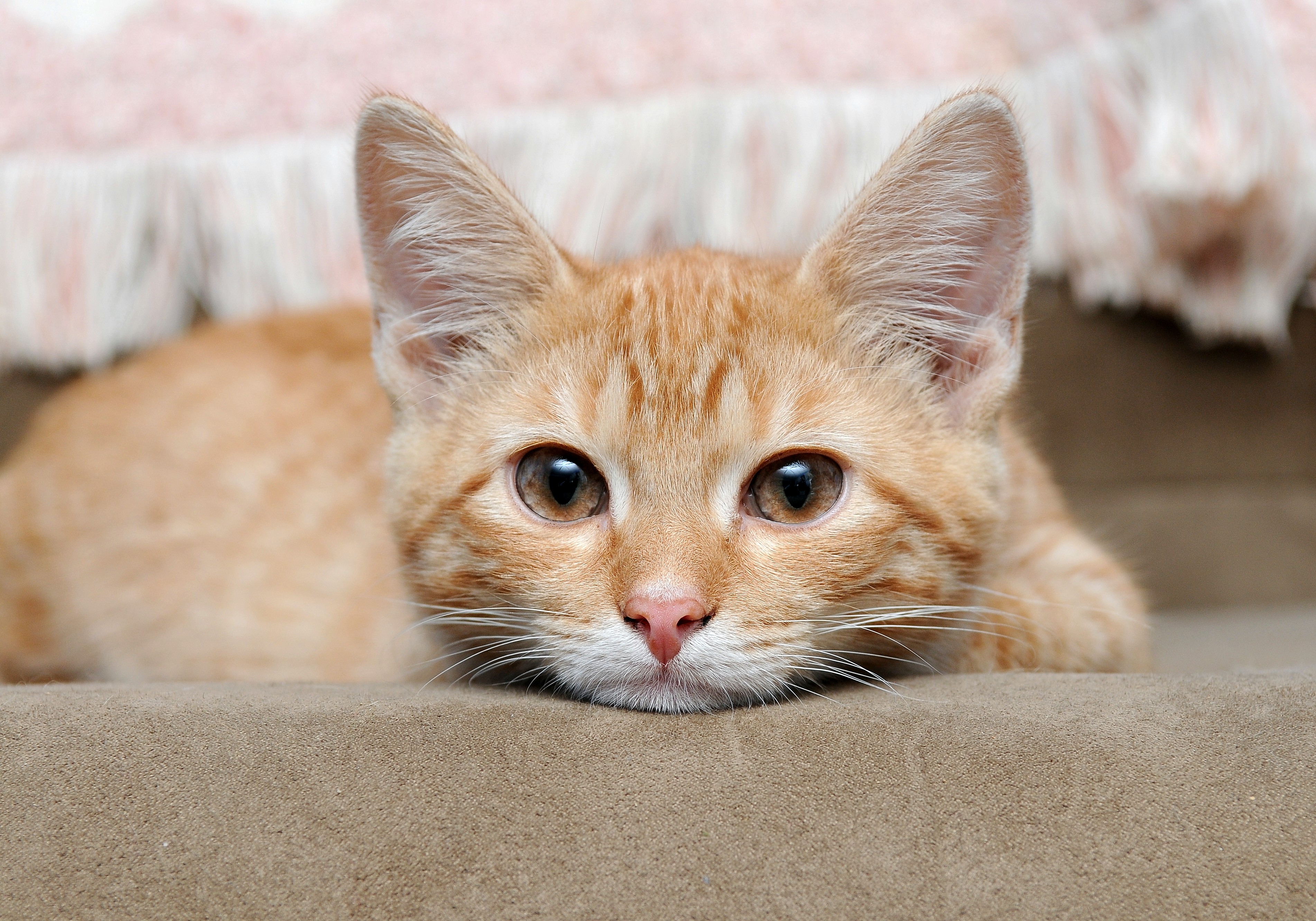 フリー画像 動物写真 哺乳類 ネコ科 猫 ネコ 子猫 チャトラ フリー素材 画像素材なら 無料 フリー写真素材のフリーフォト
