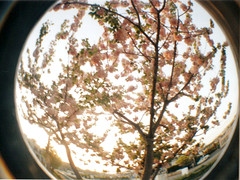 cherry blossoms01