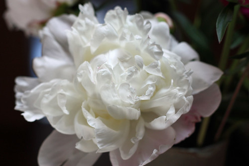 I never get tired of peonies.