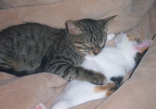 These 2 kitties need a new home because their own passed away.  