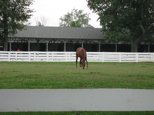 funny cide. Funny Cide in his paddock