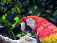 IMG_1300-WDW-DAK-Scarlet-Macaw-closeup