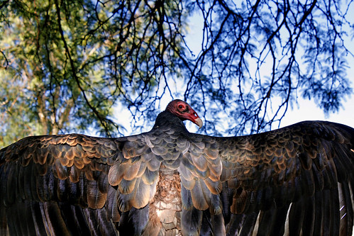 Turkey vulture splendor