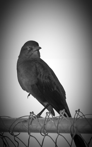 Bird in Black And White