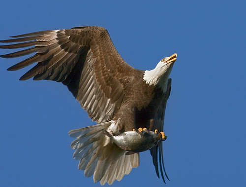 American Bald Eagle 8651