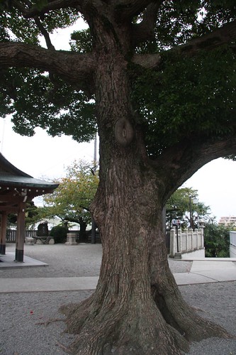 クスノキの大木 A camphor tree