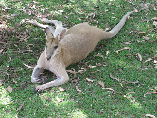 Darwin to Alice Springs 06 - Kangaroo at Katherine Gorge by Ben Beiske