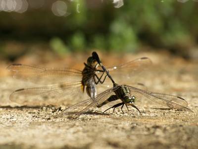 Dragonflies mating, another angle
