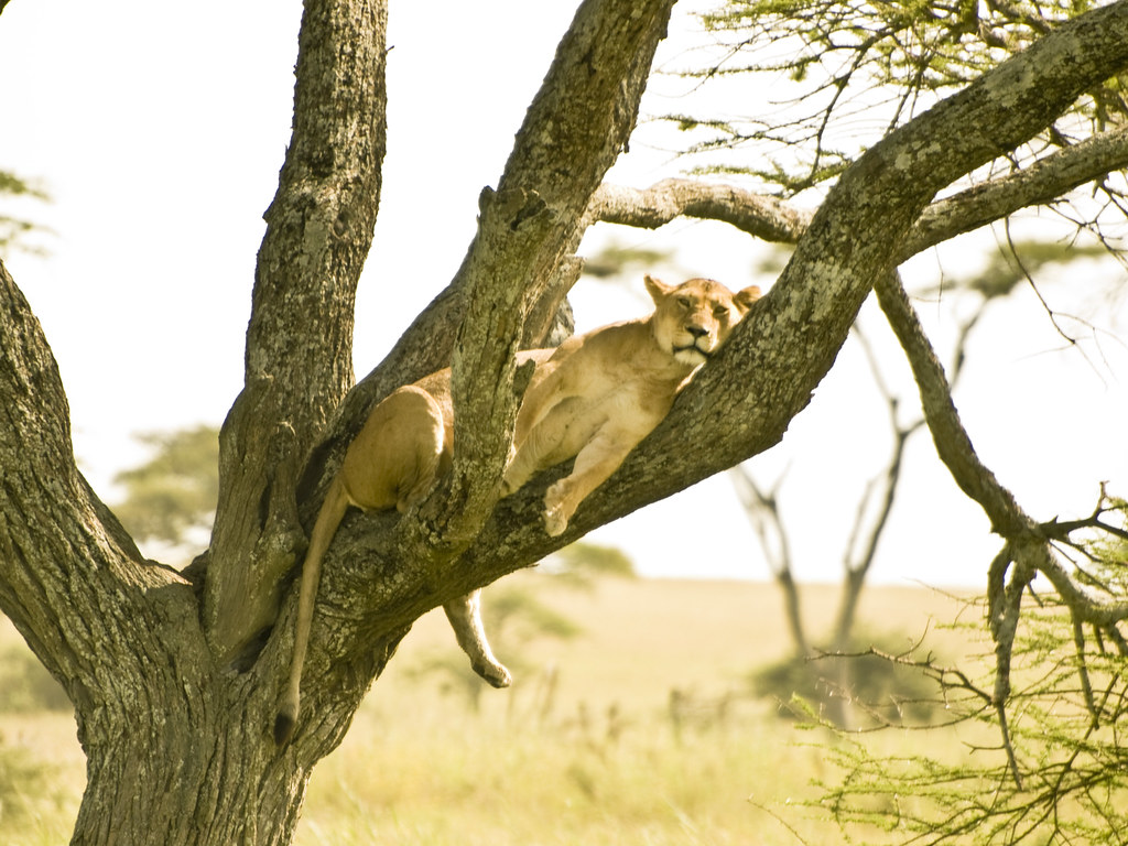 Dia quinto - 8 de mayo - Sentir el Serengeti - En busca de la gran migración (2)