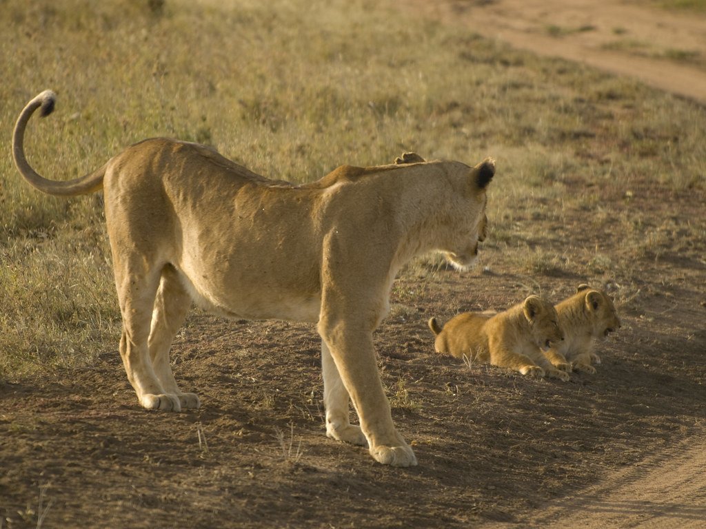 Dia quinto - 8 de mayo - Sentir el Serengeti - En busca de la gran migración (8)